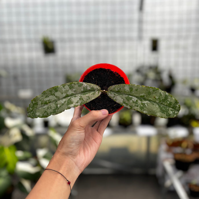 Hoya Undulata Silver