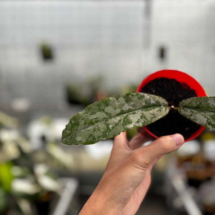 Hoya Undulata Silver
