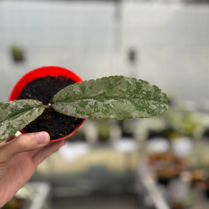 Hoya Undulata Silver