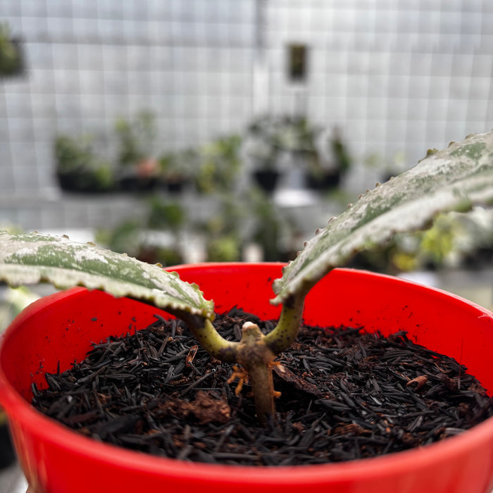 Hoya Undulata Silver