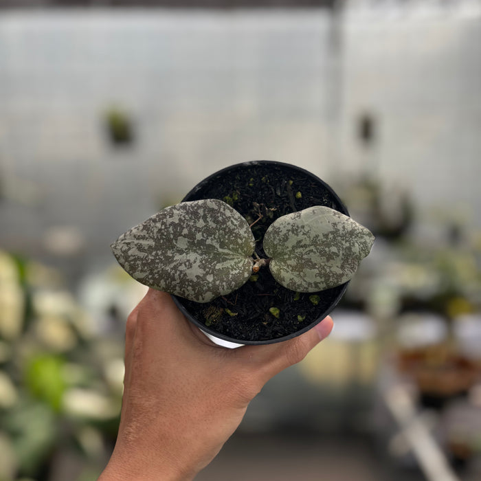 Hoya Cinnamomifolia x Imbricata