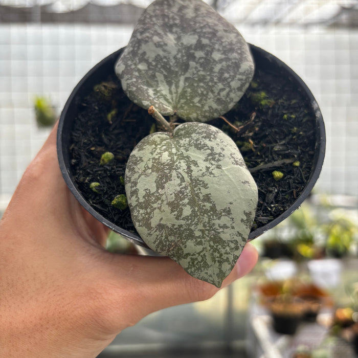 Hoya Cinnamomifolia x Imbricata