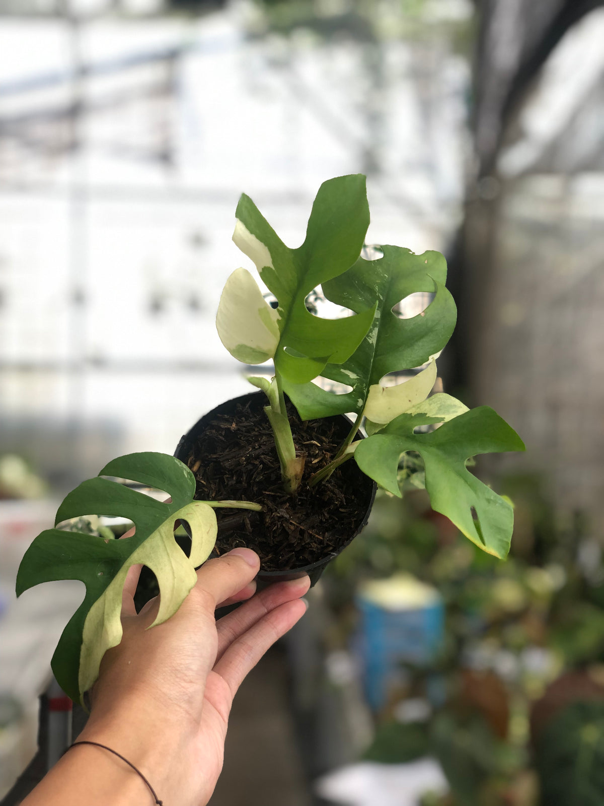 Rhaphidophora Tetrasperma Variegated — Aroidasia
