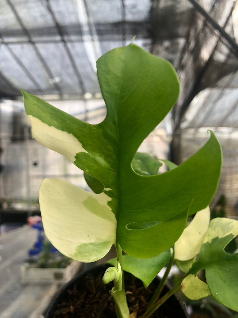 Rhaphidophora Tetrasperma Variegated