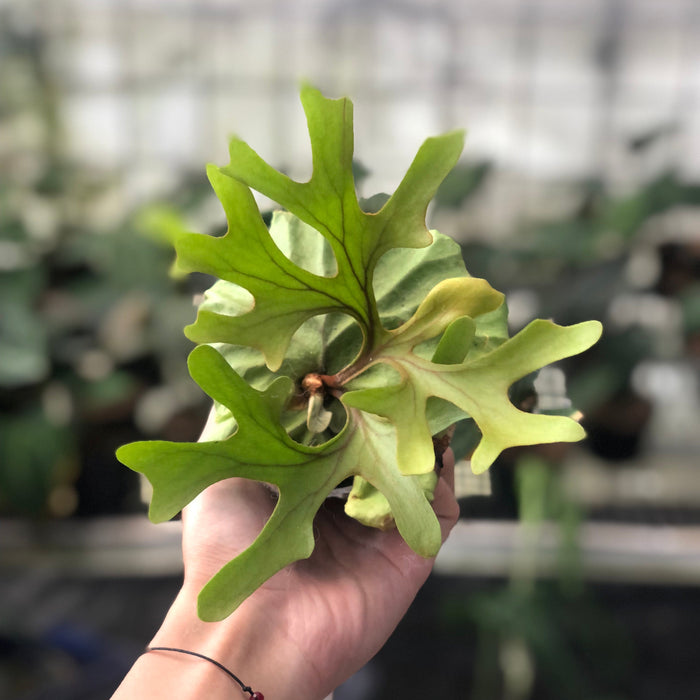 2 Pcs Platycireum Ridleyi (BOGO)