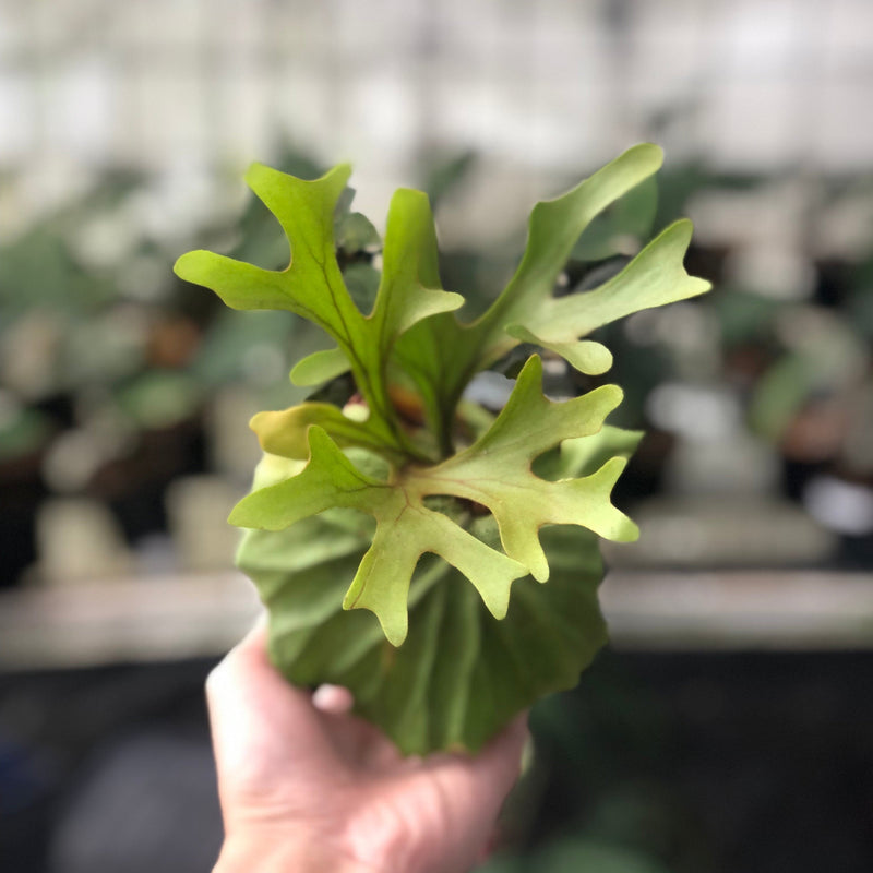 🎁 Platycireum Ridleyi (100% off)