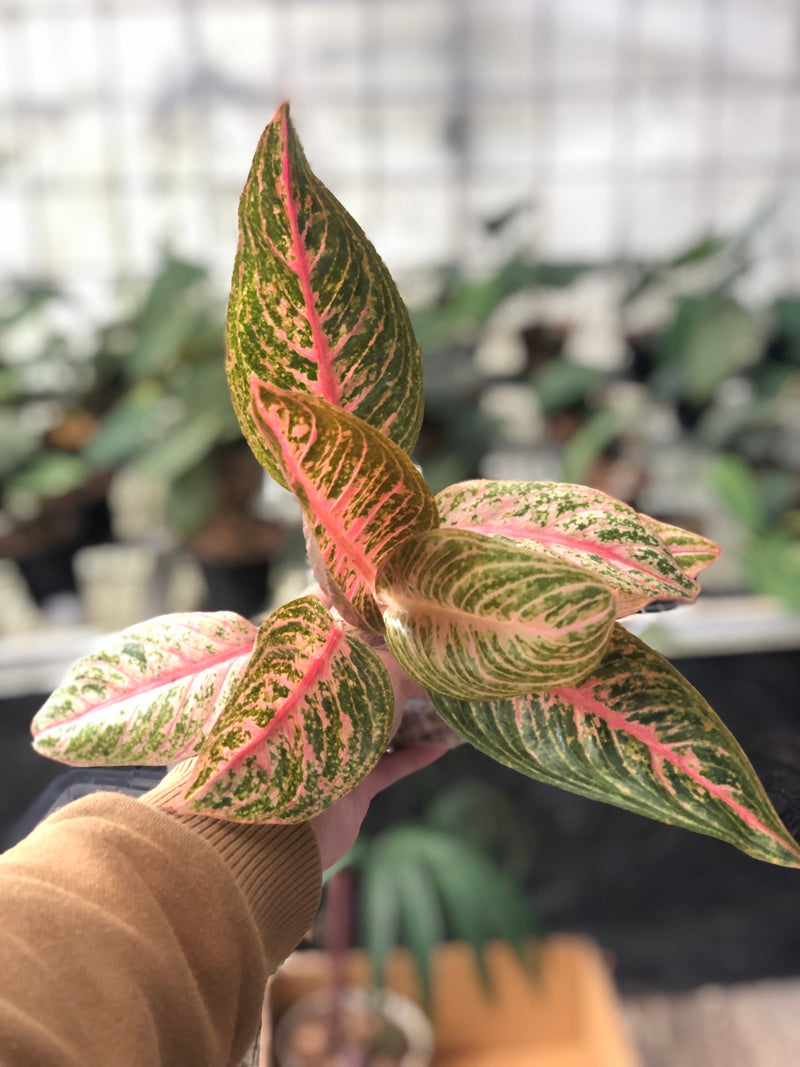 Aglaonema Green Legacy