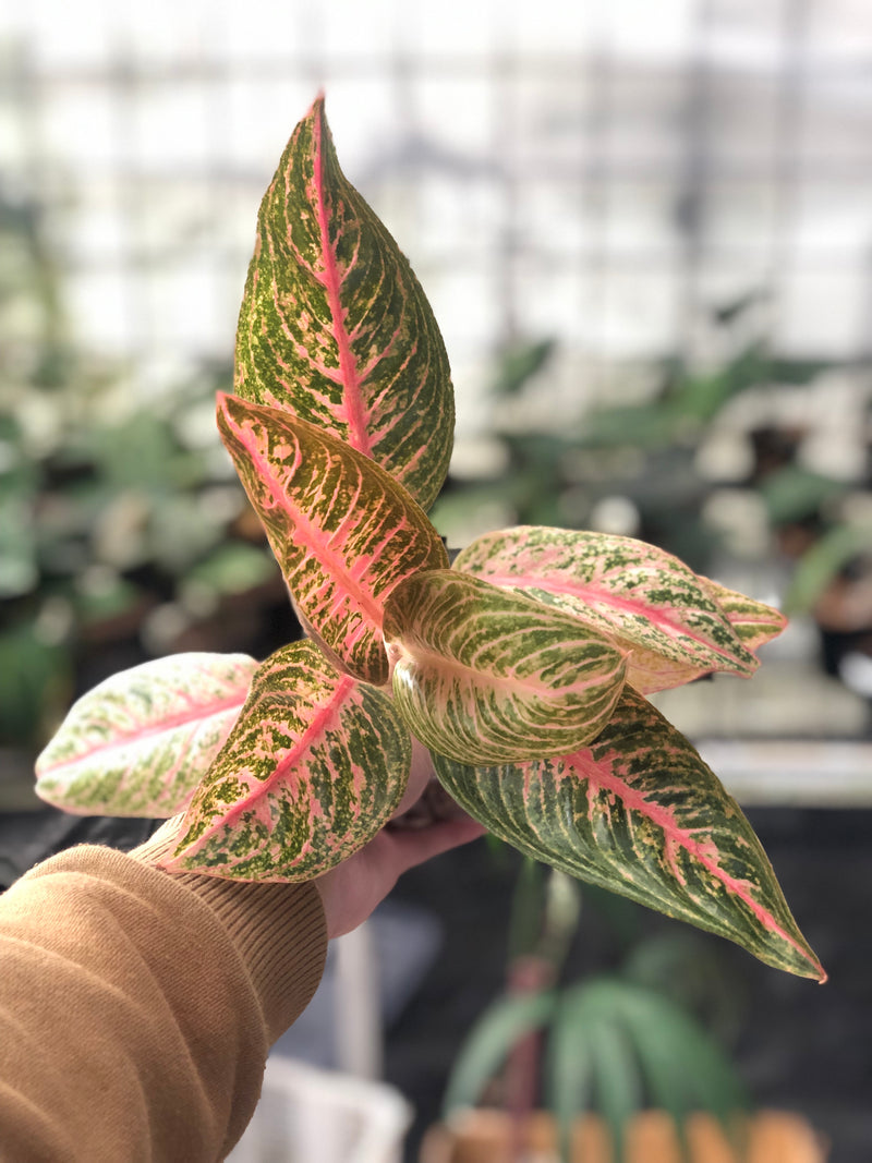 Aglaonema Green Legacy