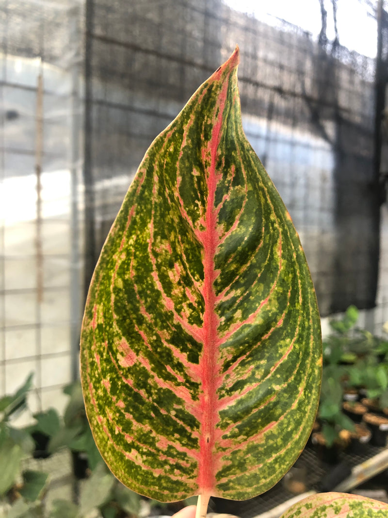 Aglaonema Green Legacy