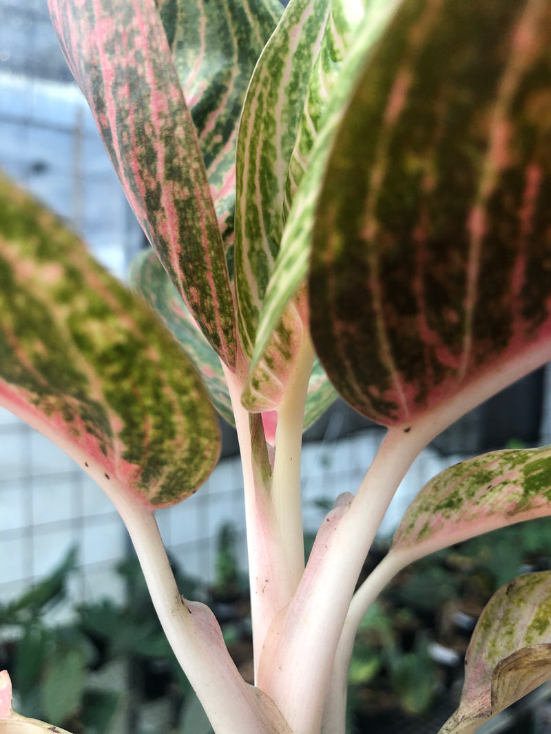 Aglaonema Green Legacy