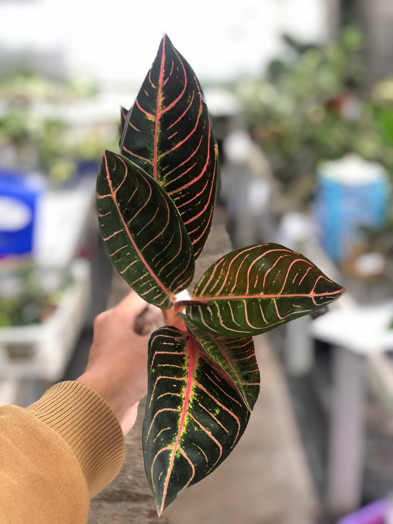 aglaonema brown leaves Aglaonema Redsum — Aroidasia