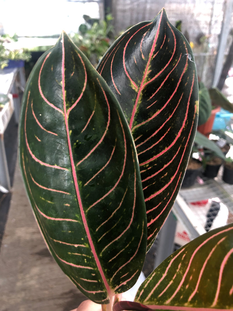 Aglaonema Redsum