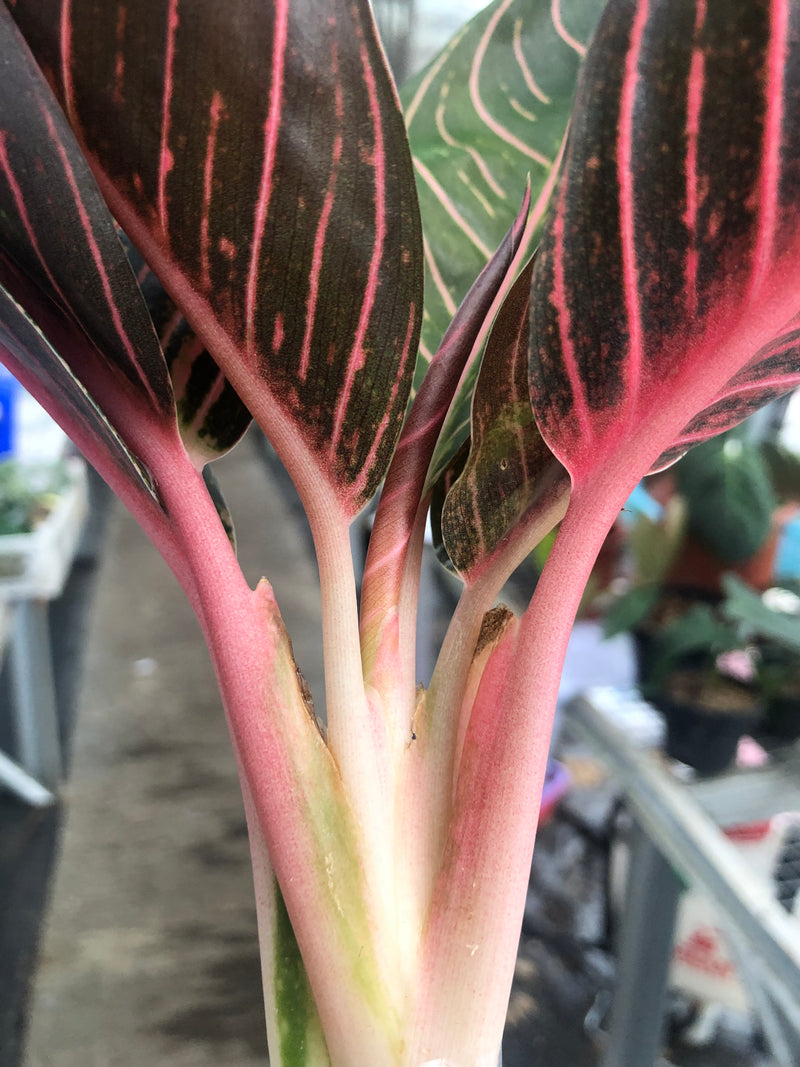 Aglaonema Redsum