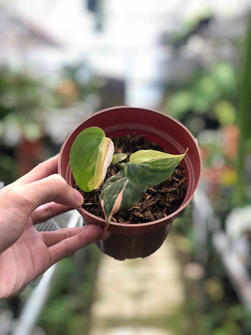 Philodendron Micans Variegated