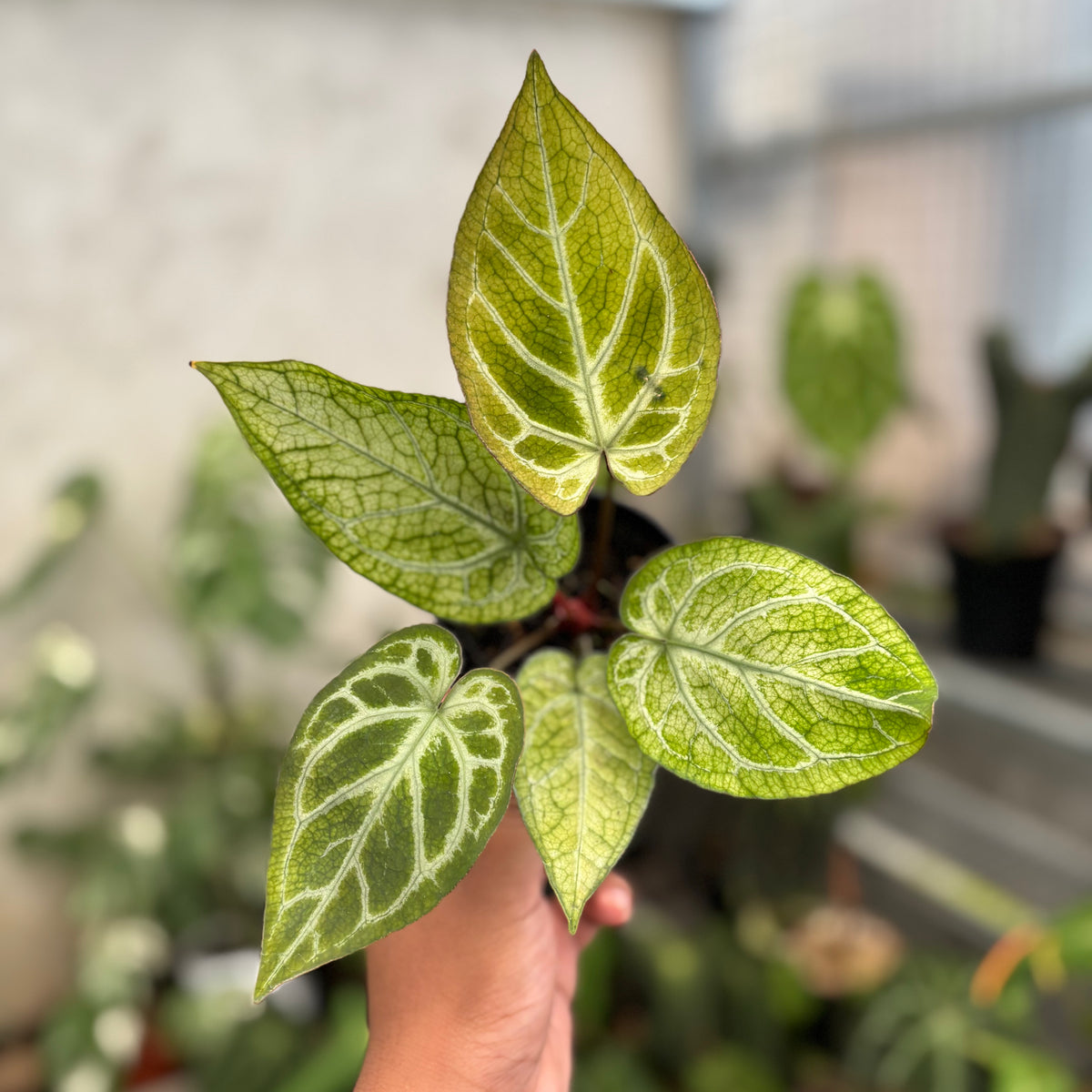 Anthurium Papilillaminum Variegated x Bvit Zara Michelle — Aroidasia