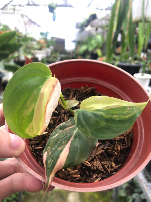 variegated philodendron micans Philodendron variegated micans
