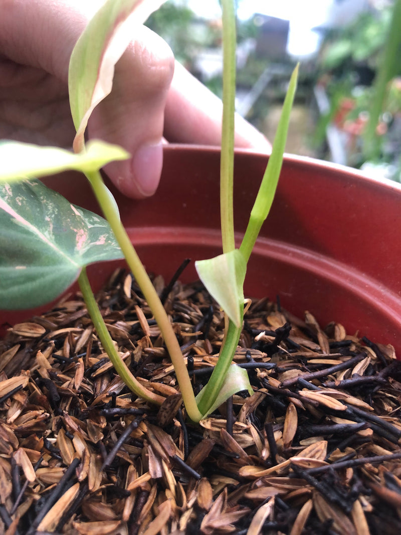 Philodendron Micans Variegated