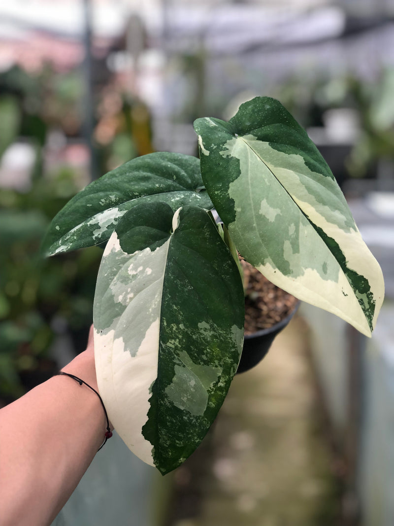 philodendron chiapense Syngonium Chiapense Variegated