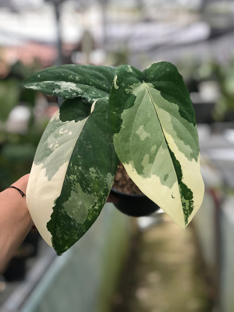 🎁 Syngonium Chiapense Variegated (100% off)