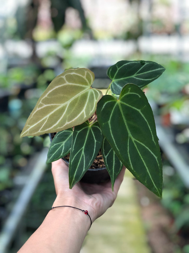 Anthurium Papilillaminum x Red Spider
