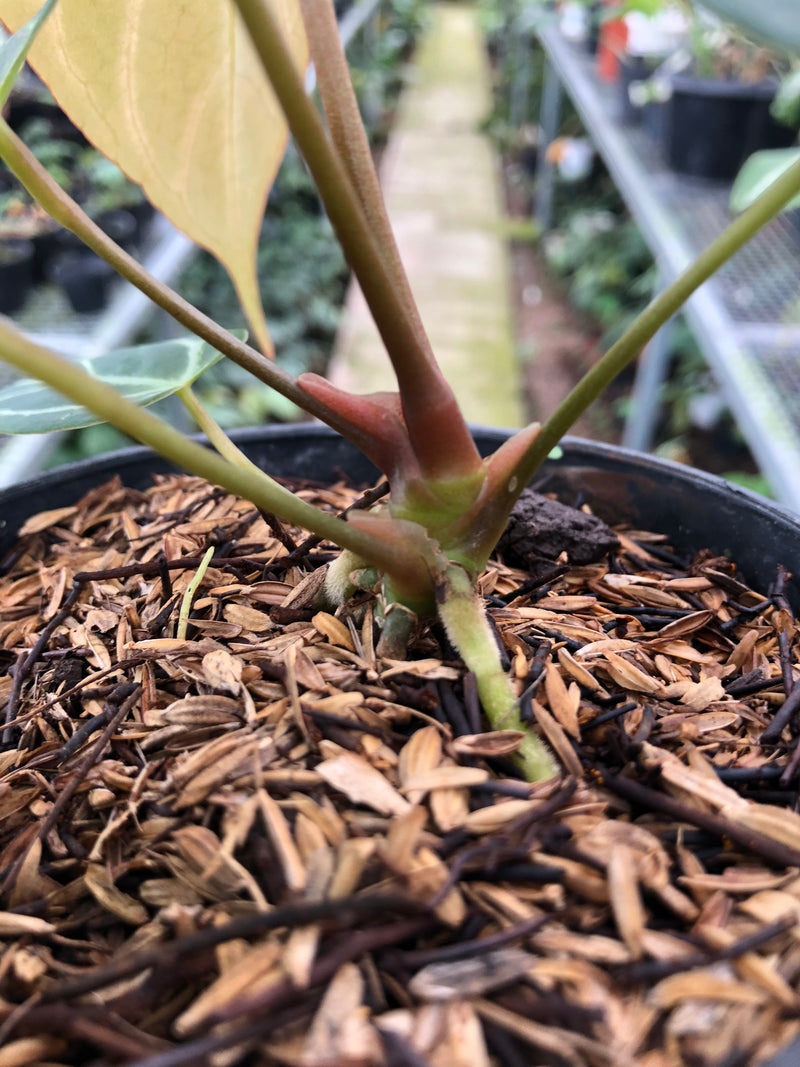 Anthurium Papilillaminum x Red Spider