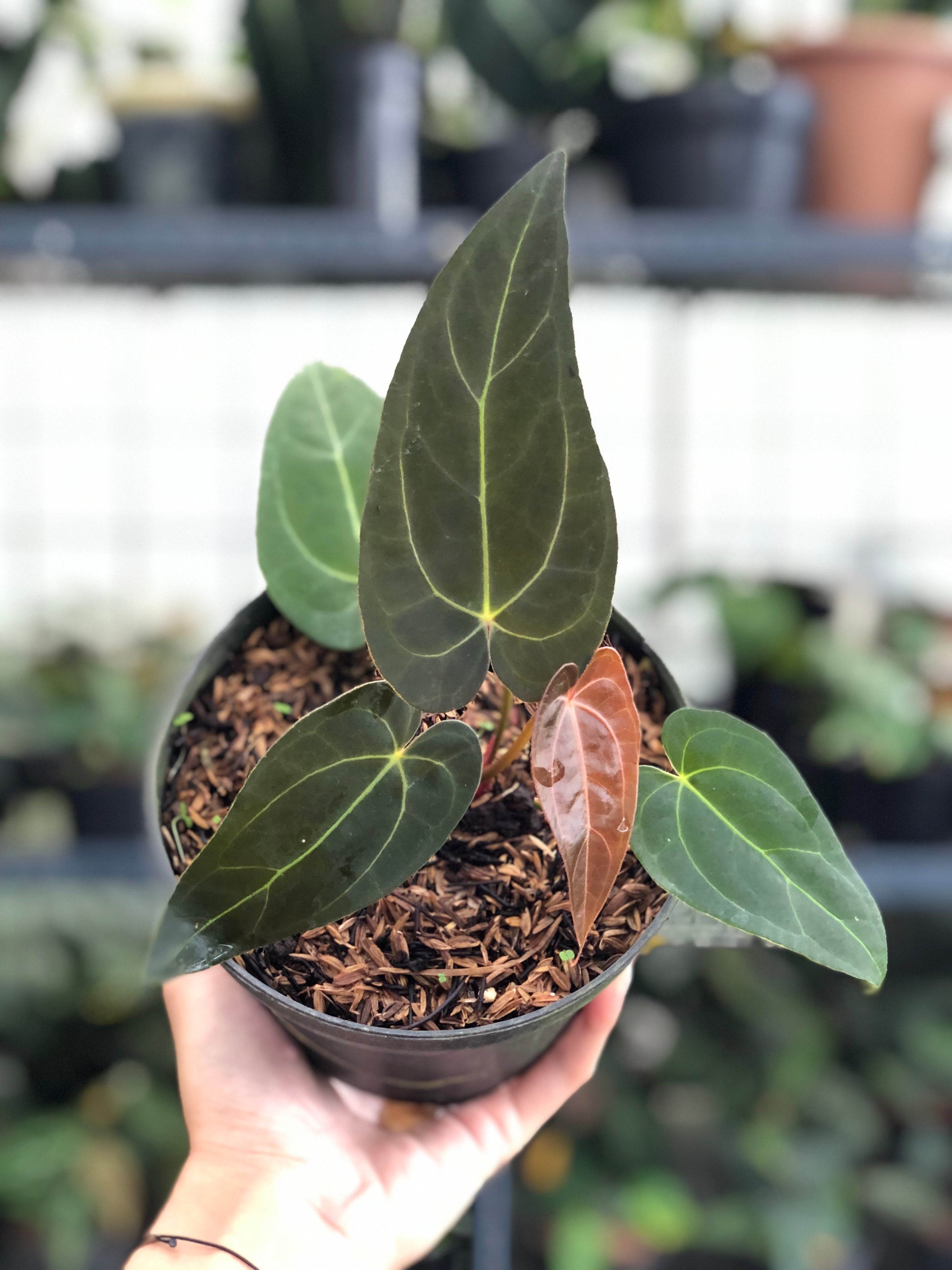 A. papi Aus × Red Spider｜アンスリウム レッドスパイダ② Anthurium Red Spider x Papillilaminum — Aroidasia