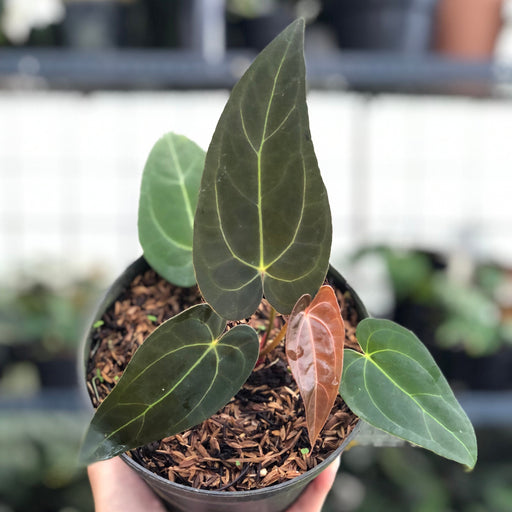 Anthurium Red Spider x Papillilaminum - Aroid Asia