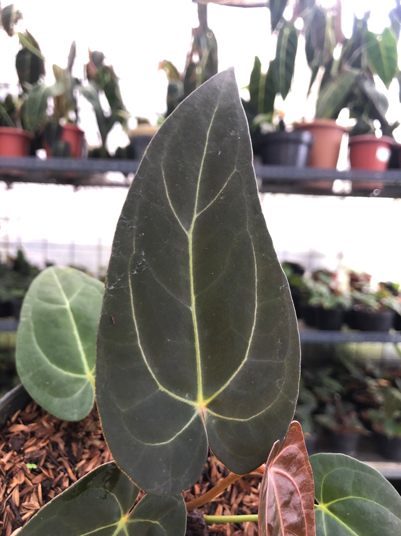 anthurium papillilaminum red stem Anthurium Red Spider x Papillilaminum