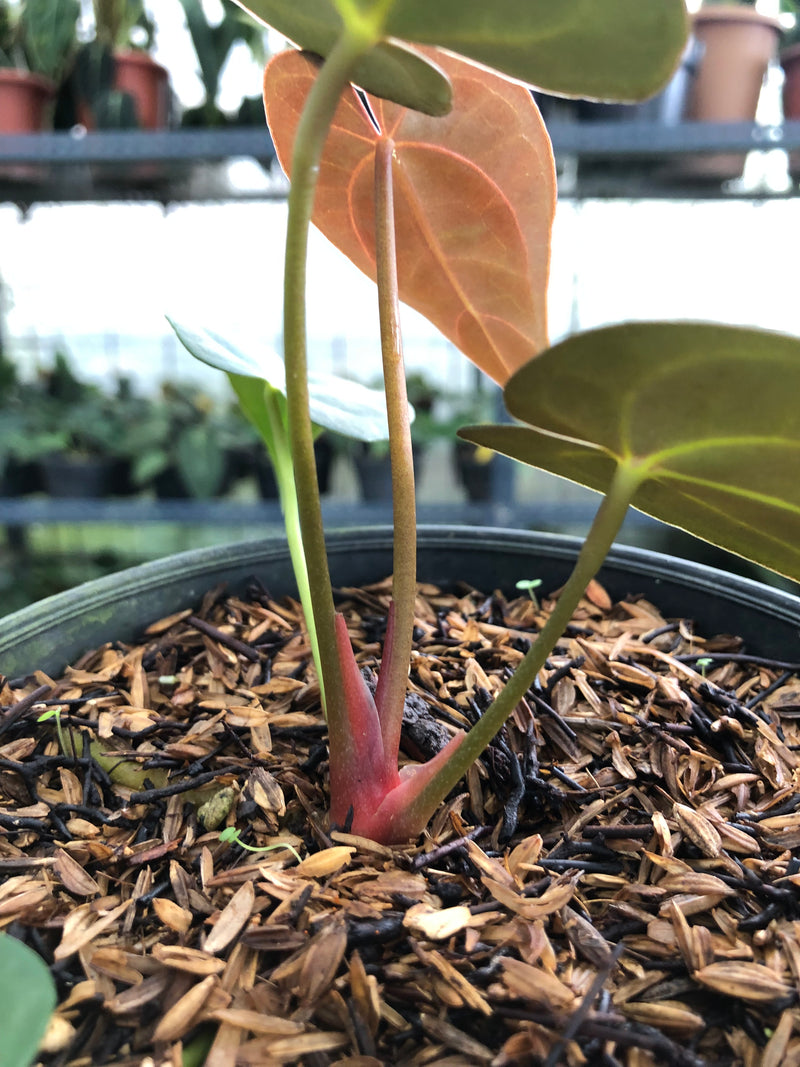 Anthurium Red Spider x Papillilaminum