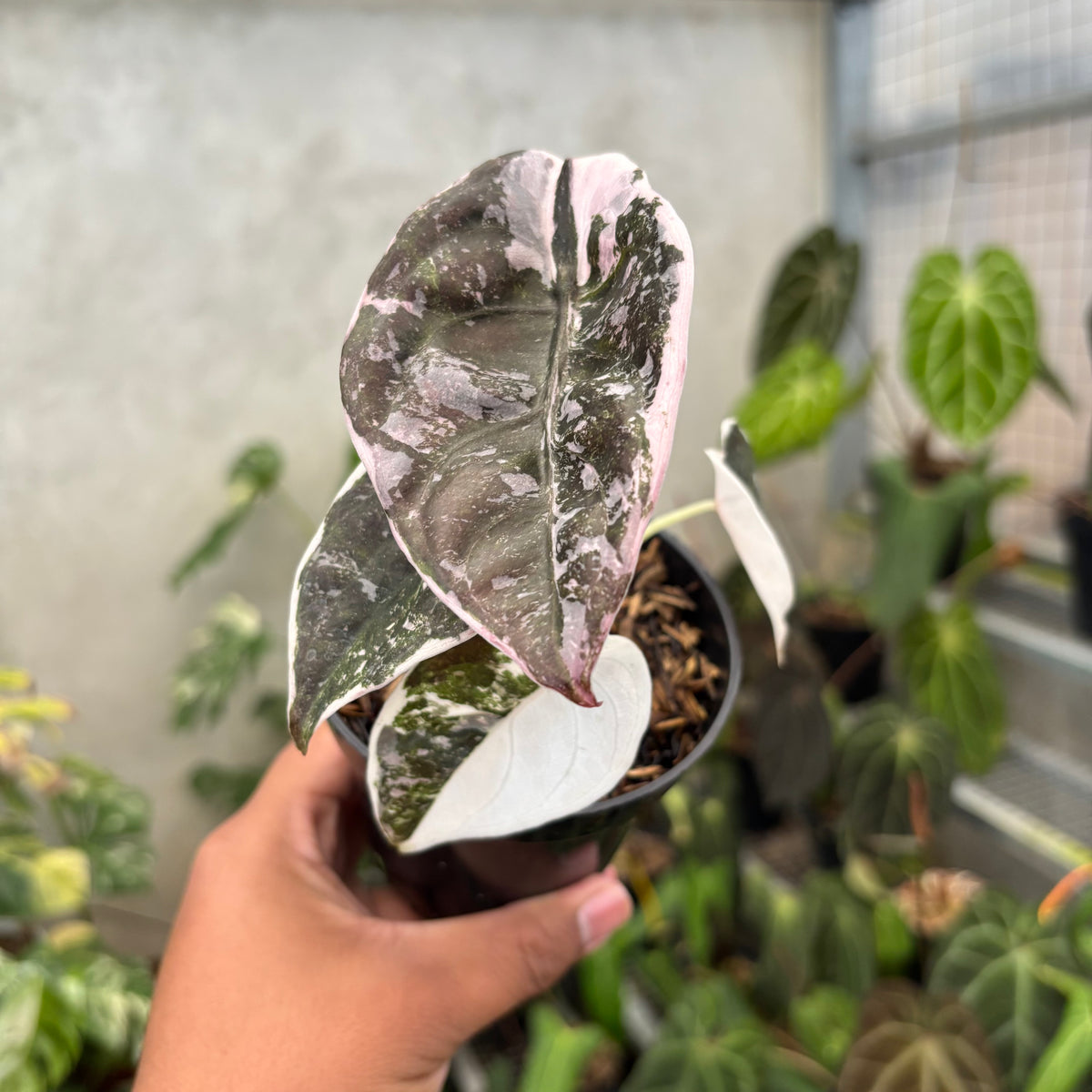 Alocasia Cuprea Pink Variegated — Aroidasia