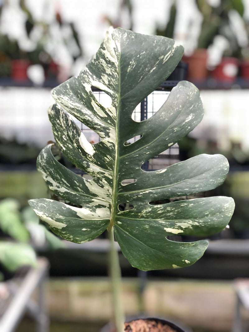 buy monstera albo Monstera Albo Variegated (Fresh Cutting 1 Leaf) — Aroidasia