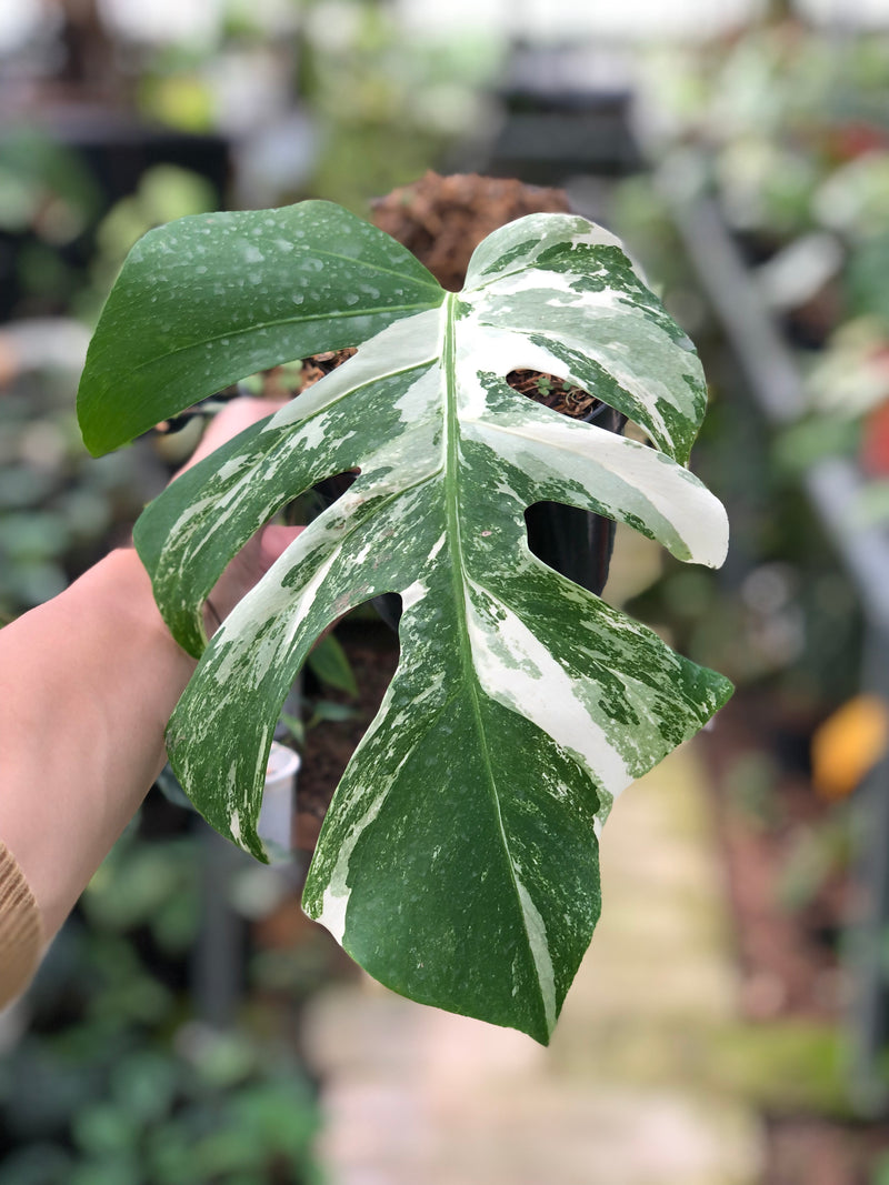 Monstera Albo Variegated (Fresh Cutting 1 Leaf)