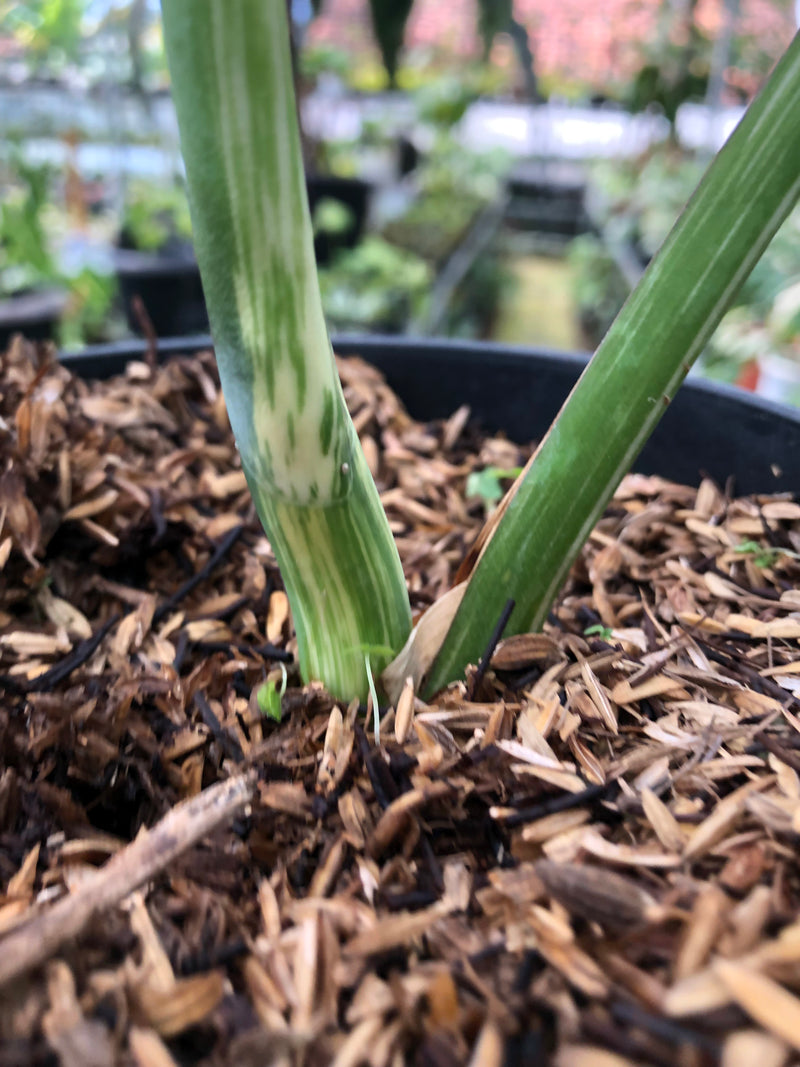 Monstera Albo Variegated (Fresh Cutting 1 Leaf)