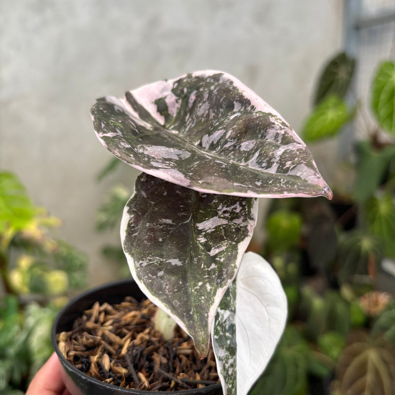 Alocasia Cuprea Pink Variegated