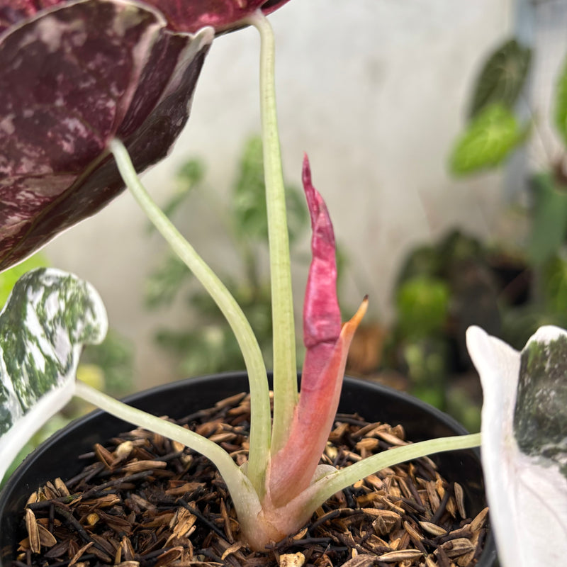 Alocasia Cuprea Pink Variegated