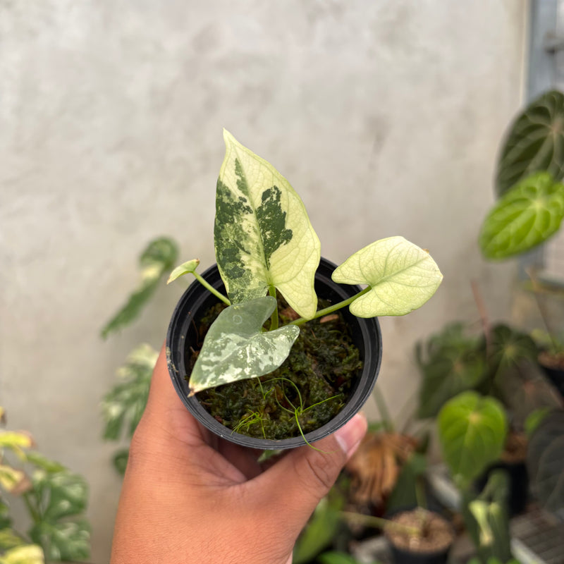 Alocasia Scabriuscula