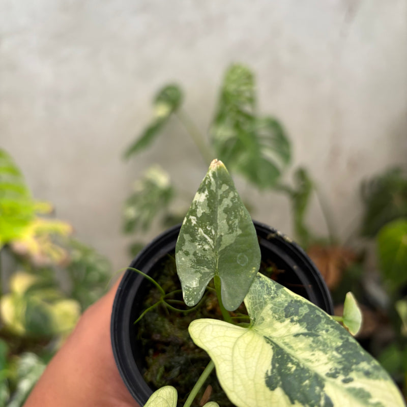 Alocasia Scabriuscula