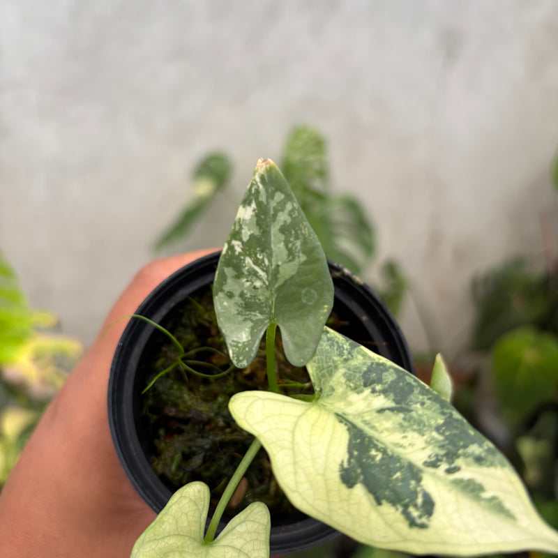 Alocasia Scabriuscula