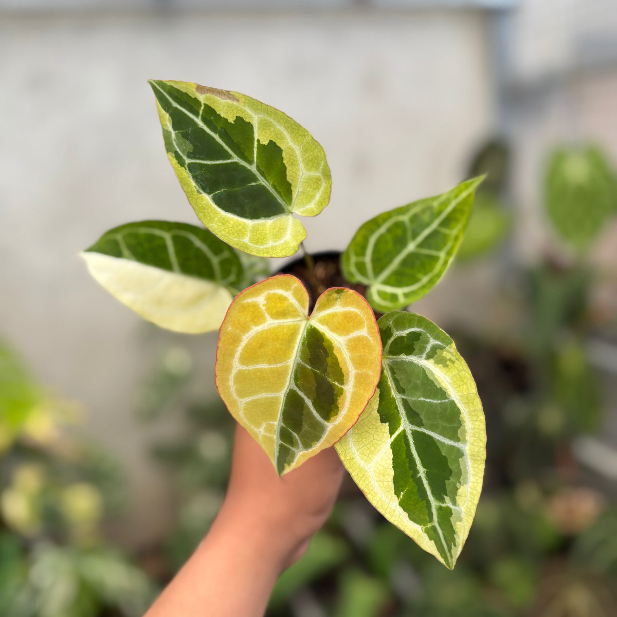 Anthurium Crystal Rinjani Variegated — Aroidasia