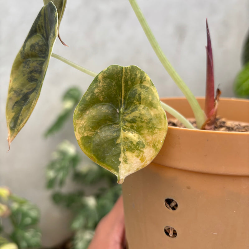 Alocasia Cuprea Latte variegated Medium