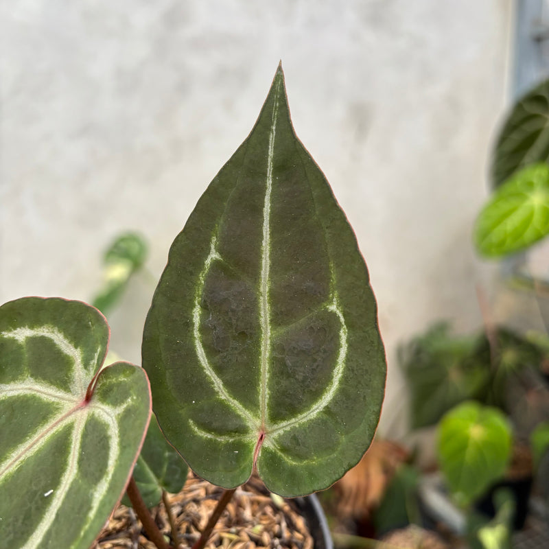 Anthurium Michelle Var x (michelle x red velvet cake)