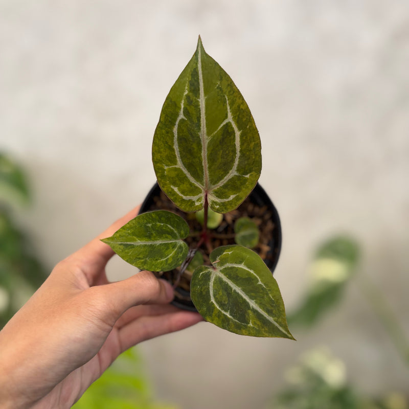Anthurium Michelle Variegated x (michelle x red velvet cake)