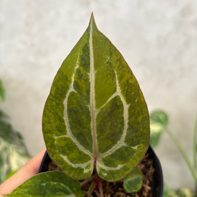 Anthurium Michelle Variegated x (michelle x red velvet cake)