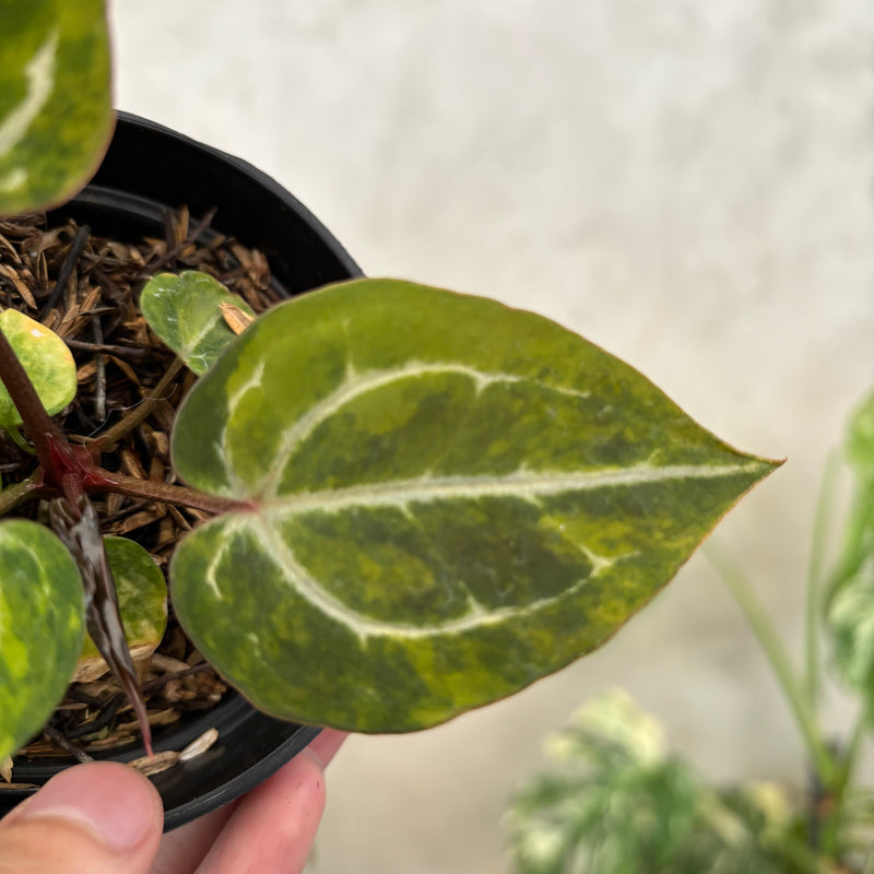 Anthurium Michelle Variegated x (michelle x red velvet cake)