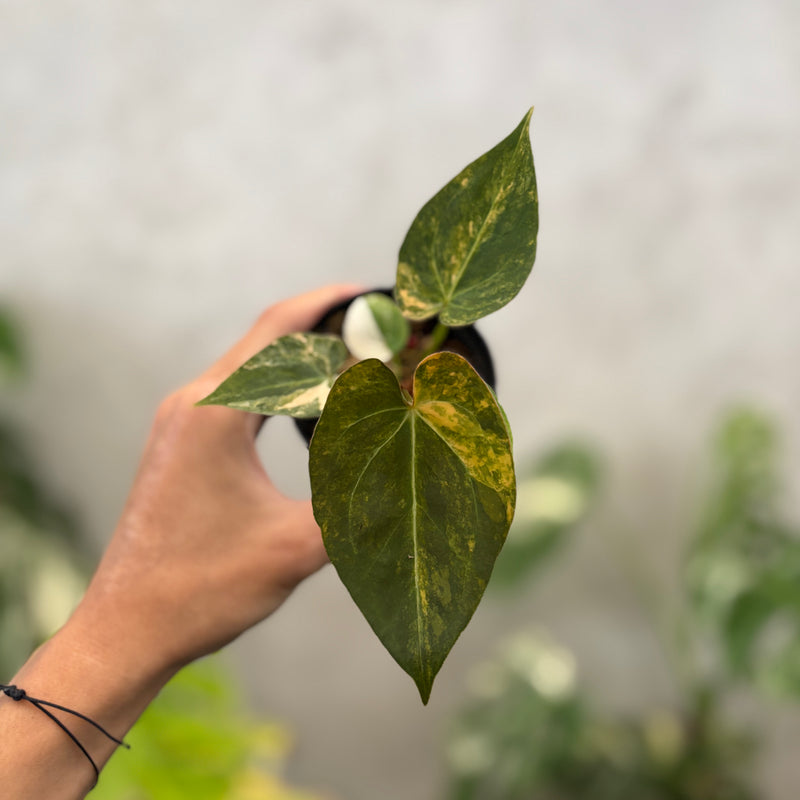 Anthurium papillilaminum Pink x King Of Spades