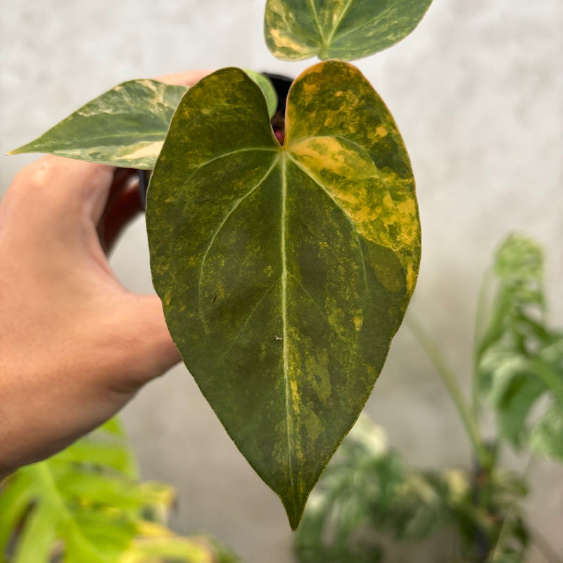 Anthurium papillilaminum Pink x King Of Spades