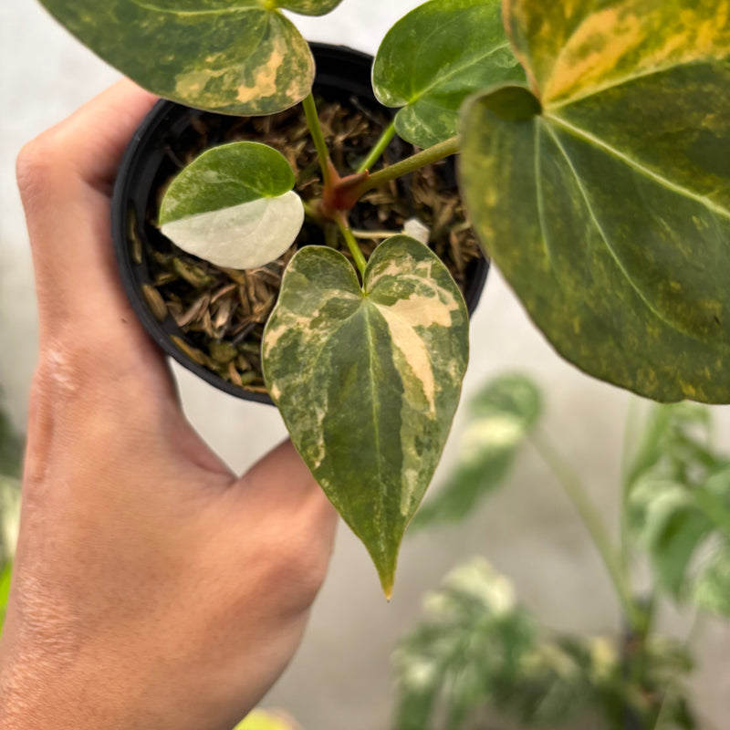 Anthurium papillilaminum Pink x King Of Spades