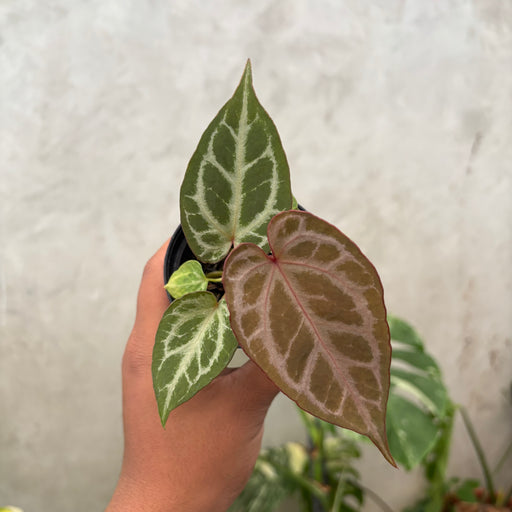 anthurium black widow Anthurium (Angela x black widow) x Regar Silver — Aroidasia