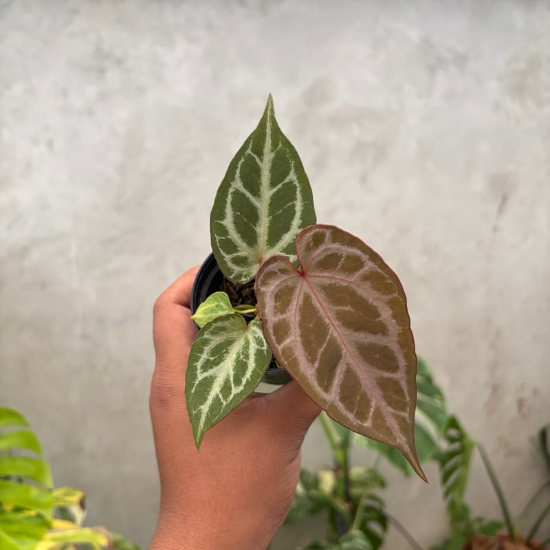 Anthurium (Angela x black widow) x Regar Silver