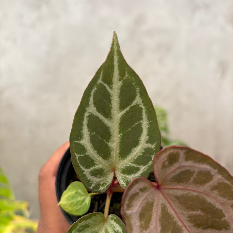Anthurium (Angela x black widow) x Regar Silver